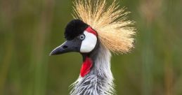 Cranes The of Cranes S evoke a sense of awe and wonder, drawing us into the world of these magnificent creatures. The