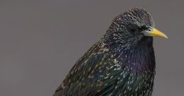 Starling
