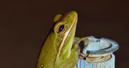 Croak