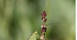Bush-Cricket