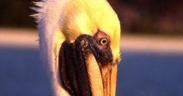 Pelican