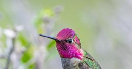 Annas-Hummingbird