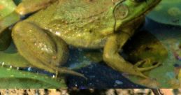 Bullfrogs