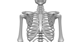 Skeleton