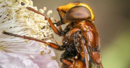 Hoverfly