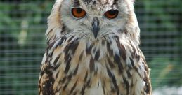 Owls
