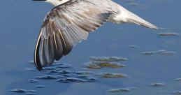 Tern