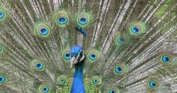 Peacocks