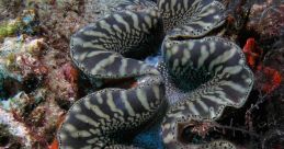 Clam
