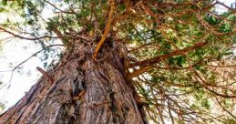 Cedar