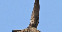 Common-Swift