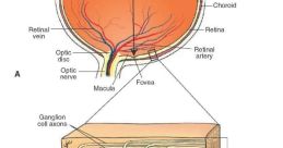 Eye