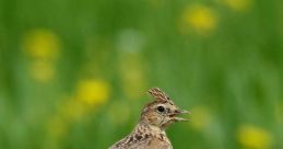 Skylark