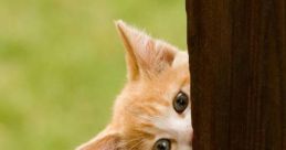Peek