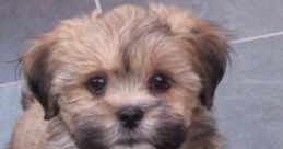 Lhasa