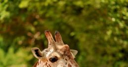 Wild-Animals