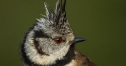 Crested-Tit