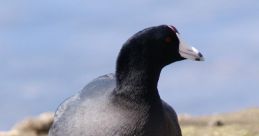 Coot