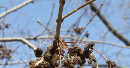 Gall
