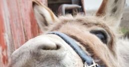 Donkeys