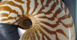 Nautilus