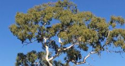 Australian-Bush