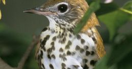 Wood-Thrush