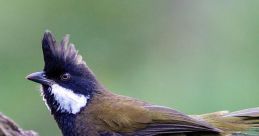 Whipbird