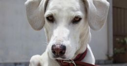 Dog (Animal)
