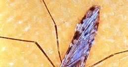 Mosquito (Insect)