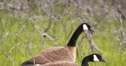 Canada Geese Library