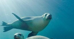 Sea lion Library