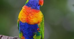 Exotic bird Library