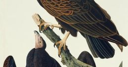 Vultures Library