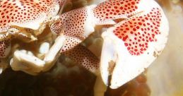 Colorful crab blends into coral, showcasing marine biodiversity in its natural habitat. Ideal for ocean life enthusiasts.