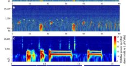 Underwater mono recording Library The underwater world is a realm of mystery and intrigue, filled with a cacophony of