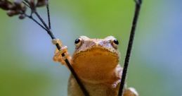 Spring peeper Library The of the Spring peepers' library are a symphony of nature, a cacophony of croaks and chirps that