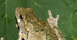 Gray treefrog Library