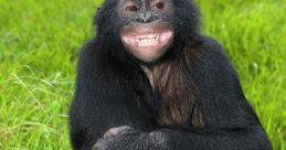 Bonobo Library