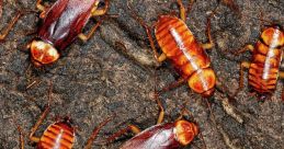Cockroach Library
