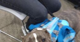 Pit bull Library