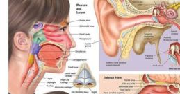Nose Library