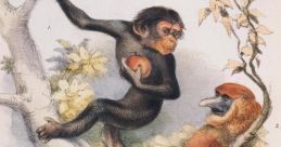 Primate Library
