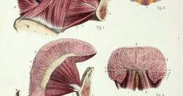 Tongue Library