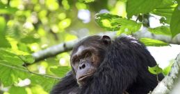 Chimpanzee Library