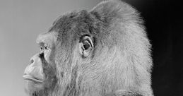 Gorilla Library The of the Gorilla's Library are a symphony of ape behavior captured in various national parks and