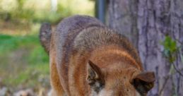 New Guinea Singing Dog Library