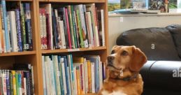 Begging Library
