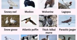 Arctic creatures Library