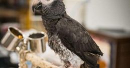 Parrot Library